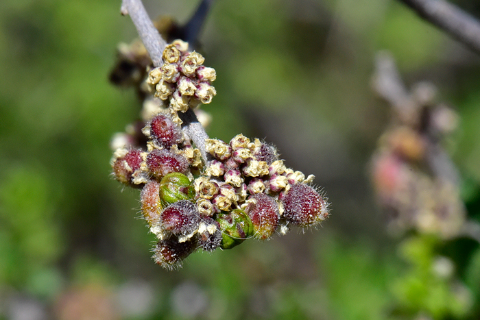 Littleleaf Sumac blooms from March to May with white and green flowers and reddish-orange fruits. Rhus microphylla 